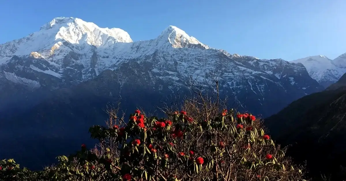 Rhododendrons and Mountain Views from view point of Mardi Himal Trekking Route